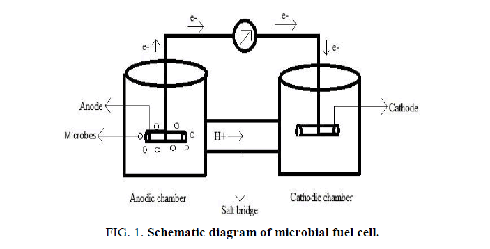 Chemical-Sciences-microbial-fuel